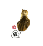 Fool ＆ Cute cat Mochi（個別スタンプ：28）
