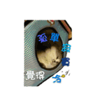 Fool ＆ Cute cat Mochi（個別スタンプ：29）