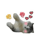 Fool ＆ Cute cat Mochi（個別スタンプ：30）