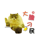 Fool ＆ Cute cat Mochi（個別スタンプ：31）