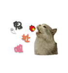 Fool ＆ Cute cat Mochi（個別スタンプ：33）
