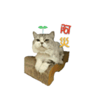 Fool ＆ Cute cat Mochi（個別スタンプ：35）