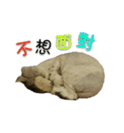 Fool ＆ Cute cat Mochi（個別スタンプ：40）