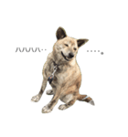 甲斐犬MIXの「オト」ちゃん。（個別スタンプ：2）