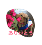 ダックス レン Ver.2（個別スタンプ：1）