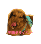 ダックス レン Ver.2（個別スタンプ：3）