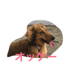 ダックス レン Ver.2（個別スタンプ：5）