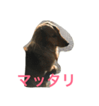ダックス レン Ver.2（個別スタンプ：11）