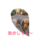 ダックス レン Ver.2（個別スタンプ：12）