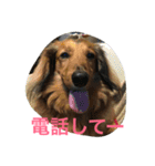 ダックス レン Ver.2（個別スタンプ：13）