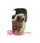 ダックス レン Ver.2（個別スタンプ：15）