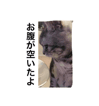 アメショ、ふー太。（個別スタンプ：5）