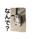 アメショ、ふー太。（個別スタンプ：6）