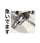 アメショ、ふー太。（個別スタンプ：7）