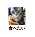 アメショ、ふー太。（個別スタンプ：8）