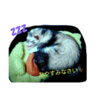 フェレッツ デイリー ライフ（個別スタンプ：4）