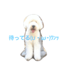 OEC（個別スタンプ：4）