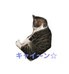 もみさまスタンプ 00（個別スタンプ：1）