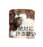 もみさまスタンプ 00（個別スタンプ：8）