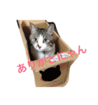 もみさまスタンプ 00（個別スタンプ：15）