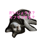 もみさまスタンプ 00（個別スタンプ：16）