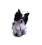 ちわわ2（個別スタンプ：8）