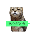 ゴチくんチロちゃん（個別スタンプ：4）