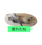 ゴチくんチロちゃん（個別スタンプ：7）