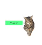 ゴチくんチロちゃん（個別スタンプ：11）