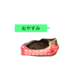 ゴチくんチロちゃん（個別スタンプ：12）