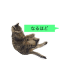 ゴチくんチロちゃん（個別スタンプ：13）