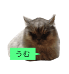 ゴチくんチロちゃん（個別スタンプ：14）