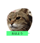 ゴチくんチロちゃん（個別スタンプ：15）