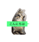 ゴチくんチロちゃん（個別スタンプ：16）