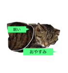 ゴチくんチロちゃん（個別スタンプ：22）