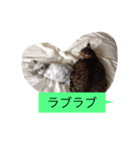 ゴチくんチロちゃん（個別スタンプ：24）
