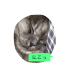 ゴチくんチロちゃん（個別スタンプ：27）
