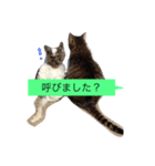 ゴチくんチロちゃん（個別スタンプ：29）