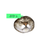 ゴチくんチロちゃん（個別スタンプ：33）