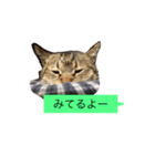 ゴチくんチロちゃん（個別スタンプ：34）