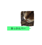 ゴチくんチロちゃん（個別スタンプ：35）