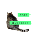 ゴチくんチロちゃん（個別スタンプ：36）