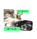 ゴチくんチロちゃん（個別スタンプ：37）