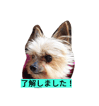 カイルくん（個別スタンプ：1）