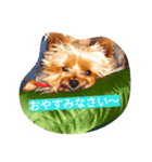 カイルくん（個別スタンプ：2）