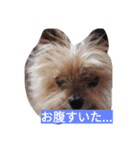 カイルくん（個別スタンプ：5）