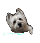 ぜんのすたんぷ（個別スタンプ：4）