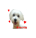 AQ（個別スタンプ：1）