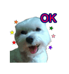 AQ（個別スタンプ：3）