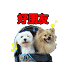 AQ（個別スタンプ：7）